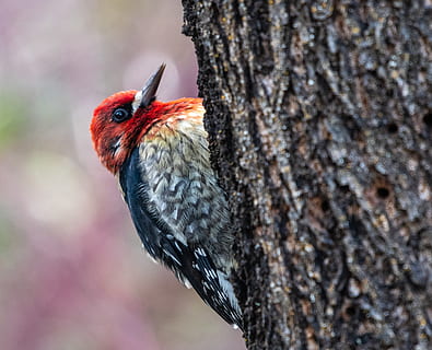red and black bird on tree trunk, animal, woodpecker, flicker bird HD wallpaper