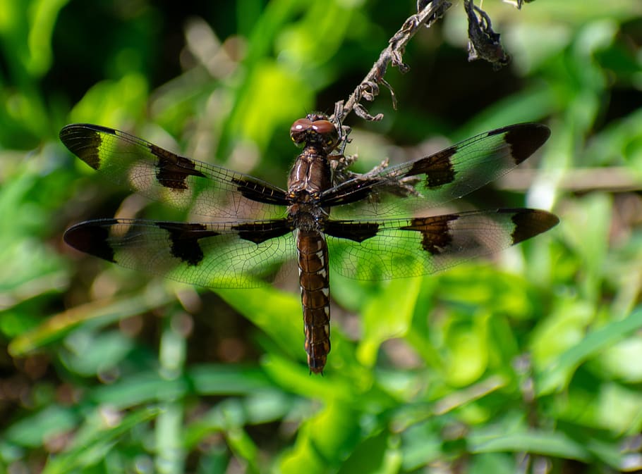 dragonfly, nature, insect, summer, wing, natural, bug, green HD wallpaper