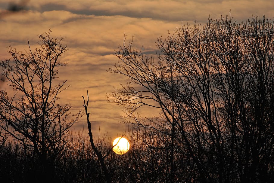 sunset, landscape, trees, sky, nature, clouds, twilight, forest HD wallpaper