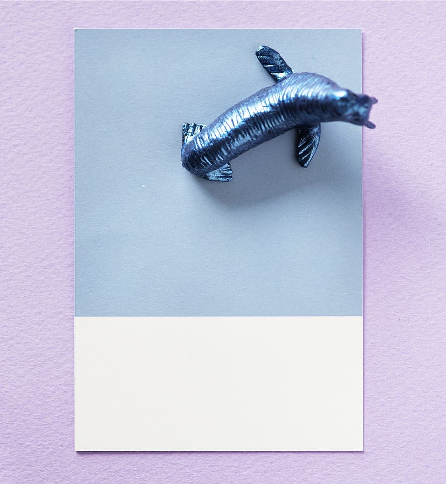 abstract, animal, background, blue, card, colorful, concept HD wallpaper