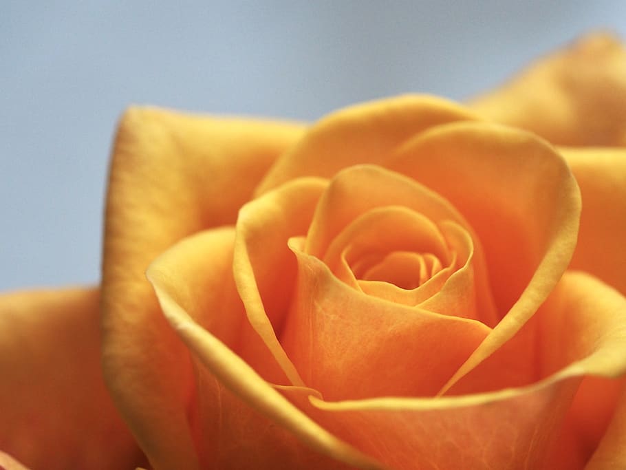 Close Up Photo of Yellow-Orange Rose, bloom, blooming, blossom HD wallpaper