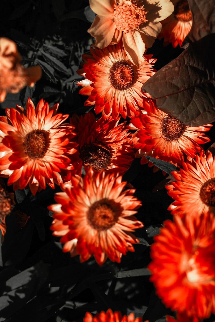 germany, siegen, flower, summer, red, nature, flowering plant HD wallpaper