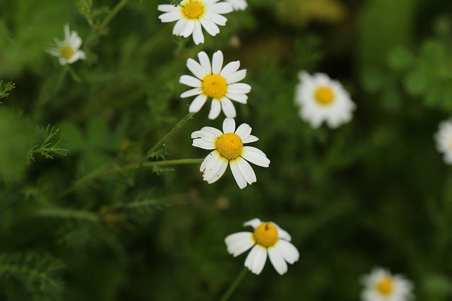 flowers, wild flowers, white, chamomile, bloom, winter, field, HD wallpaper