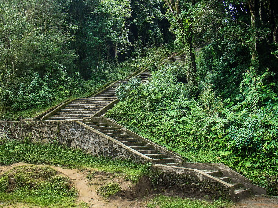 nepal, nagarkot, plant, tree, forest, land, green color, nature HD wallpaper