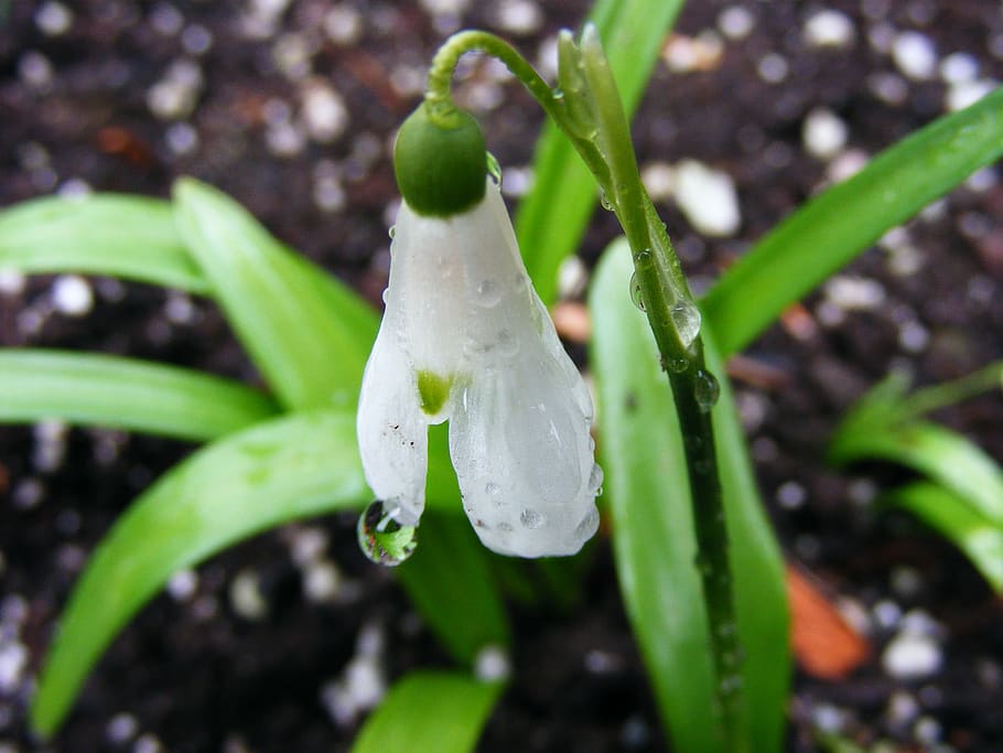 canada, vancouver, flower, bulb, green, spring, rain, lily of the valley HD wallpaper
