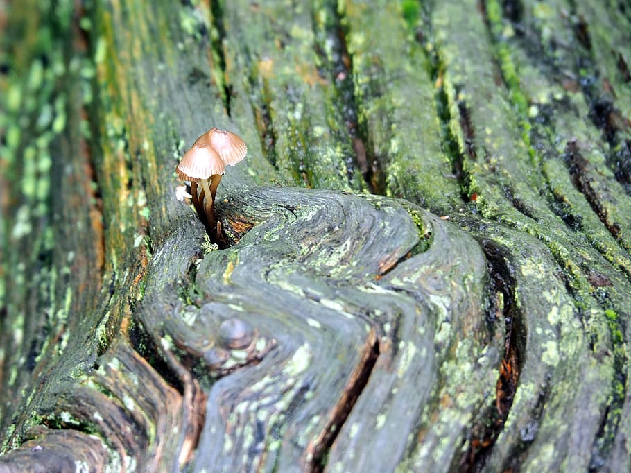 mushrooms on dead tree, animal themes, animal wildlife, one animal HD wallpaper