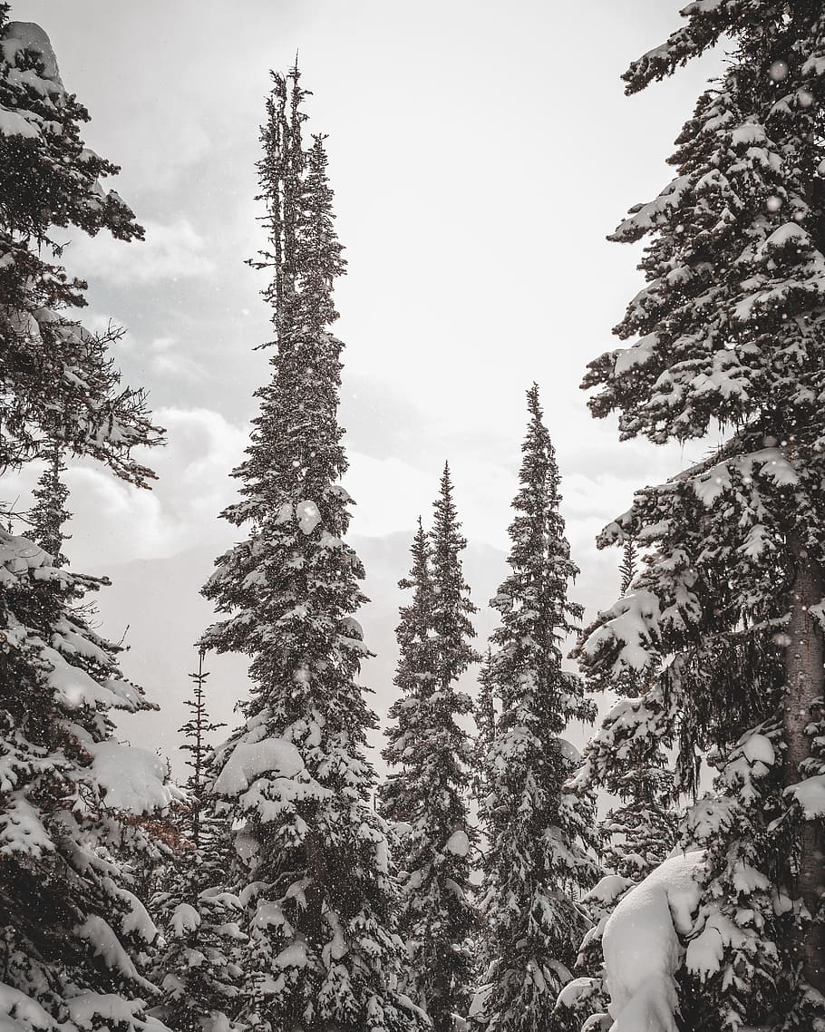 green pine trees, plant, abies, fir, conifer, canada, whistler HD wallpaper