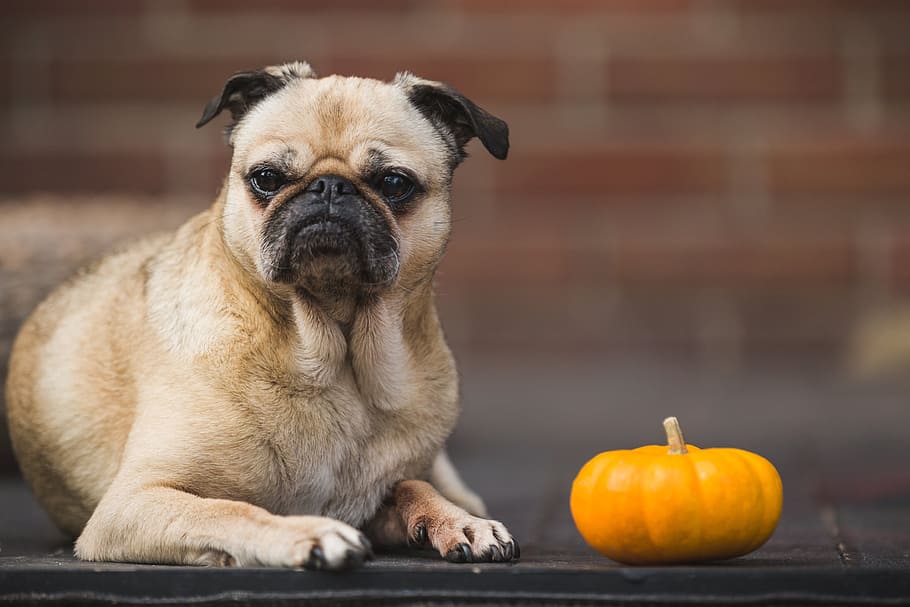 Pug Dog & Pumpkin Photo, Dogs, Fun, Pets, Funny, one animal HD wallpaper