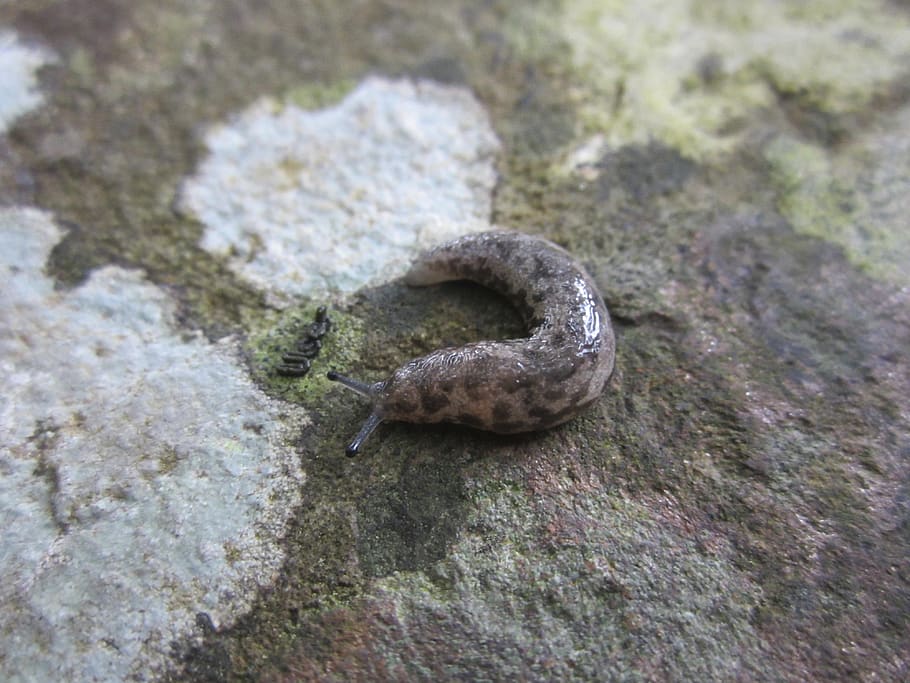 insect, slug, nature, animal, animal wildlife, animal themes HD wallpaper