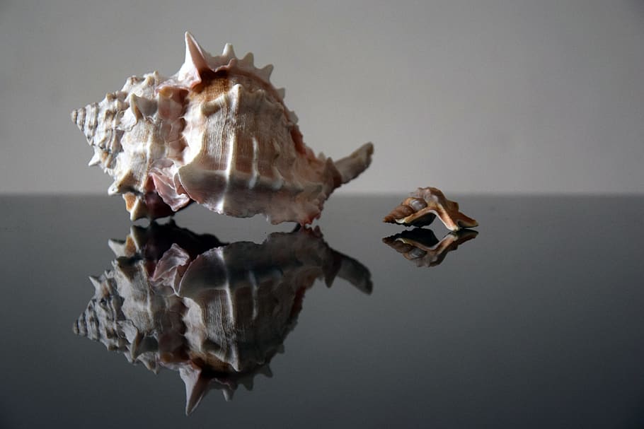 shell, background, nature, sea, shells, marino, art, mock up HD wallpaper