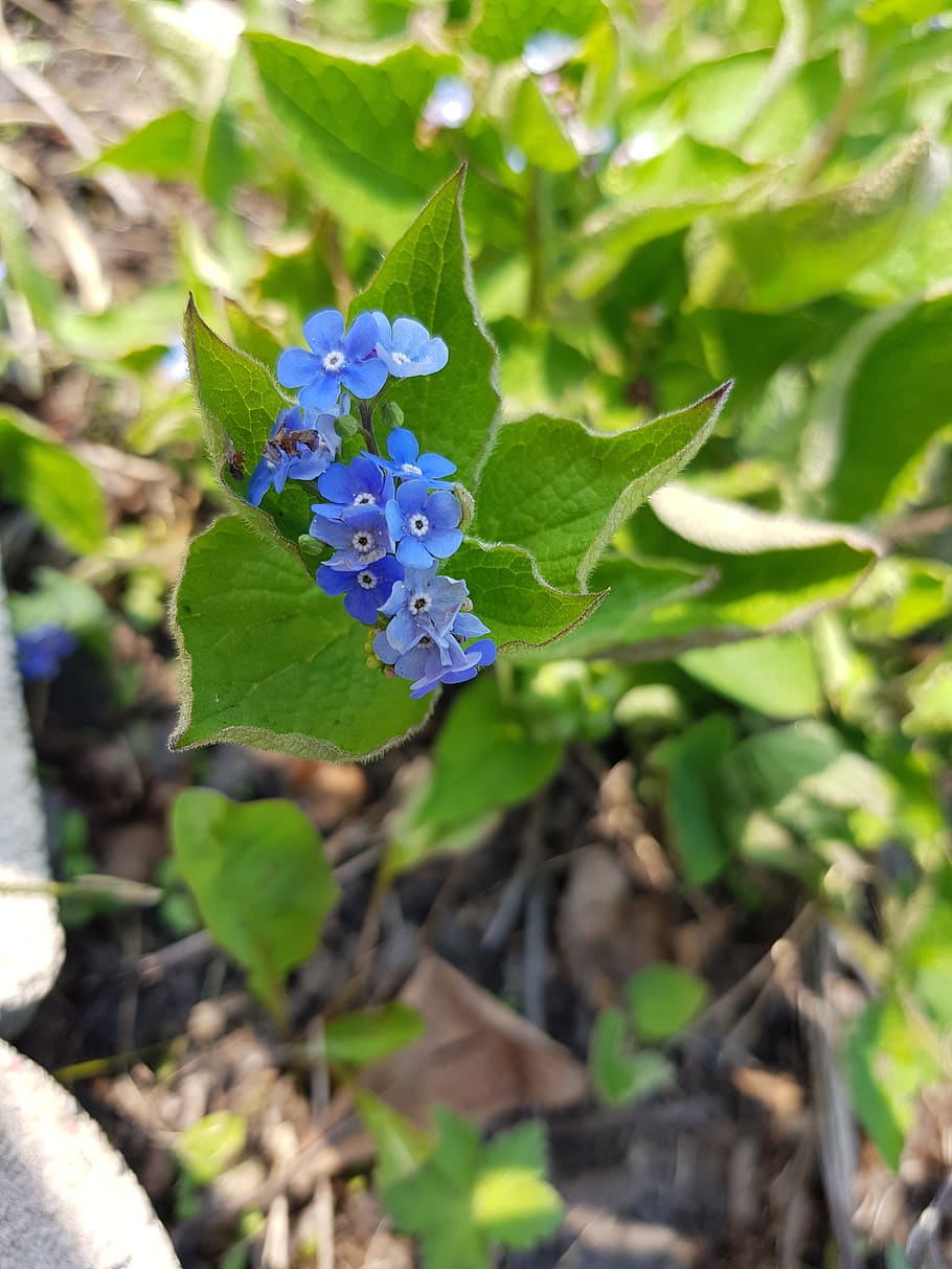 flowers, blue, garden, spring, forget me nots, blooms, nature HD wallpaper