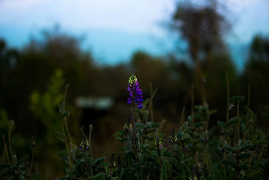 flowers, purple, plant, flowering plant, growth, beauty in nature HD wallpaper