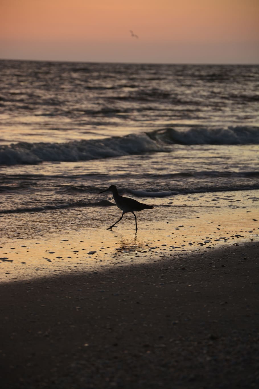 bird, seagull, beach, sunset, sky, land, water, beauty in nature, HD wallpaper