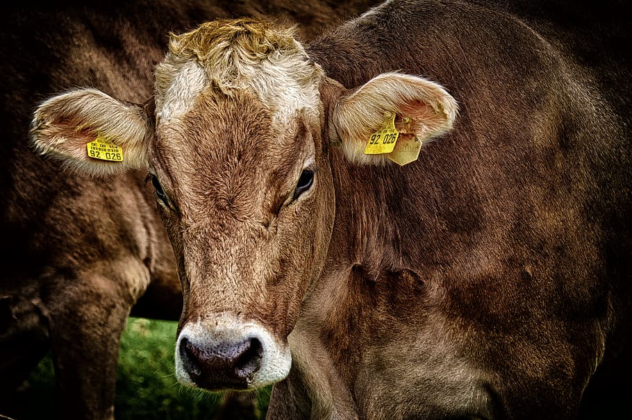 HD wallpaper: cow, allgäu, cows, cute, ruminant, dairy cattle, pasture ...