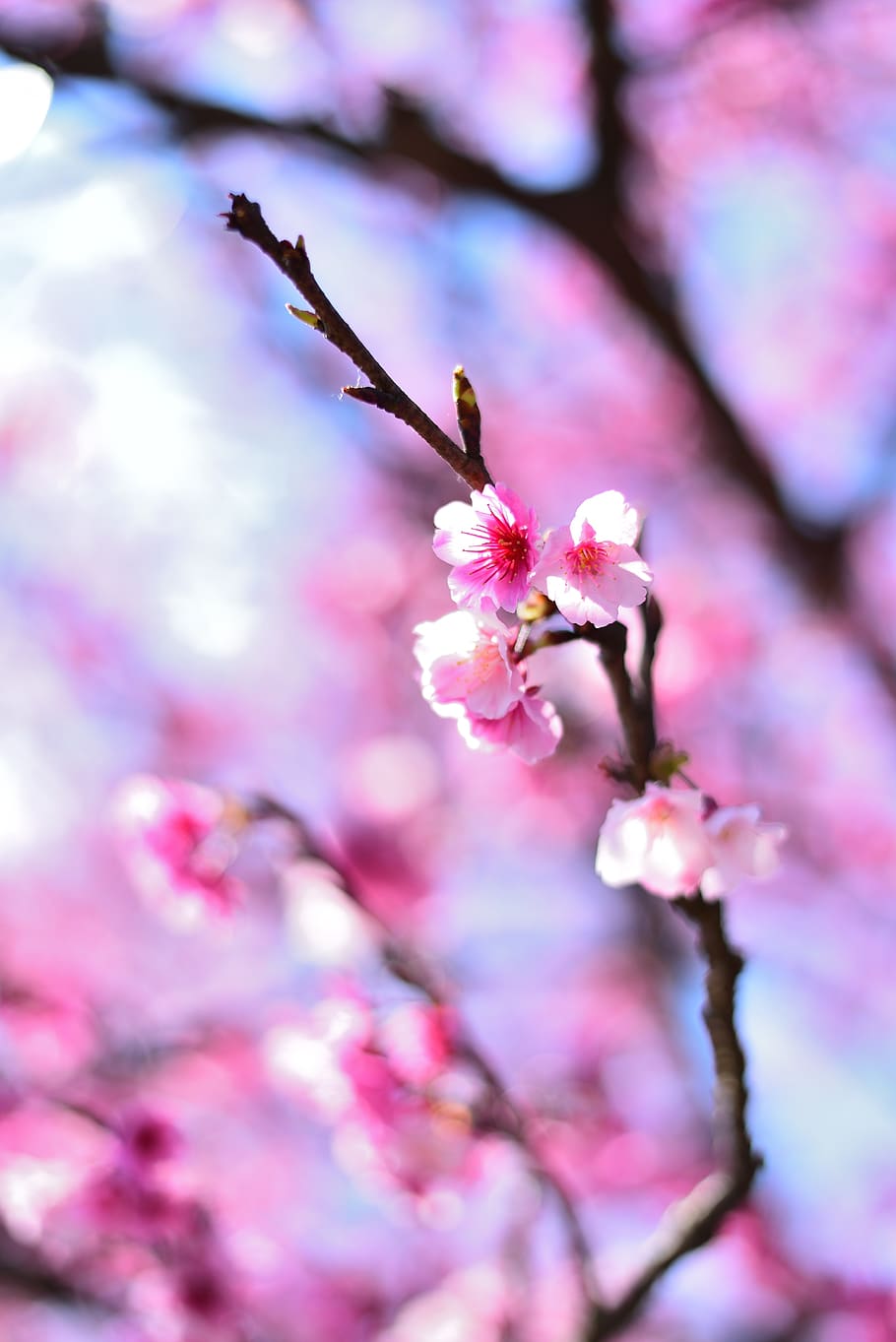 HD wallpaper: plant, flower, cherry blossom, yoshino cherry, iphone  wallpaper | Wallpaper Flare