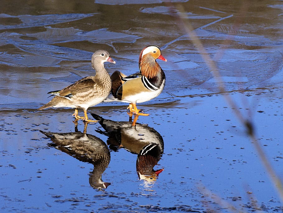 reflections, ducks, nature, winter, ice, plumage, bird, water HD wallpaper