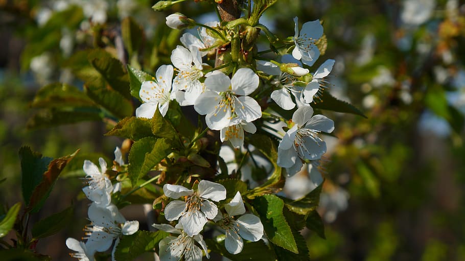 nature, tree, fruit, white, flowers, twigs, spring, plant, flowering plant HD wallpaper