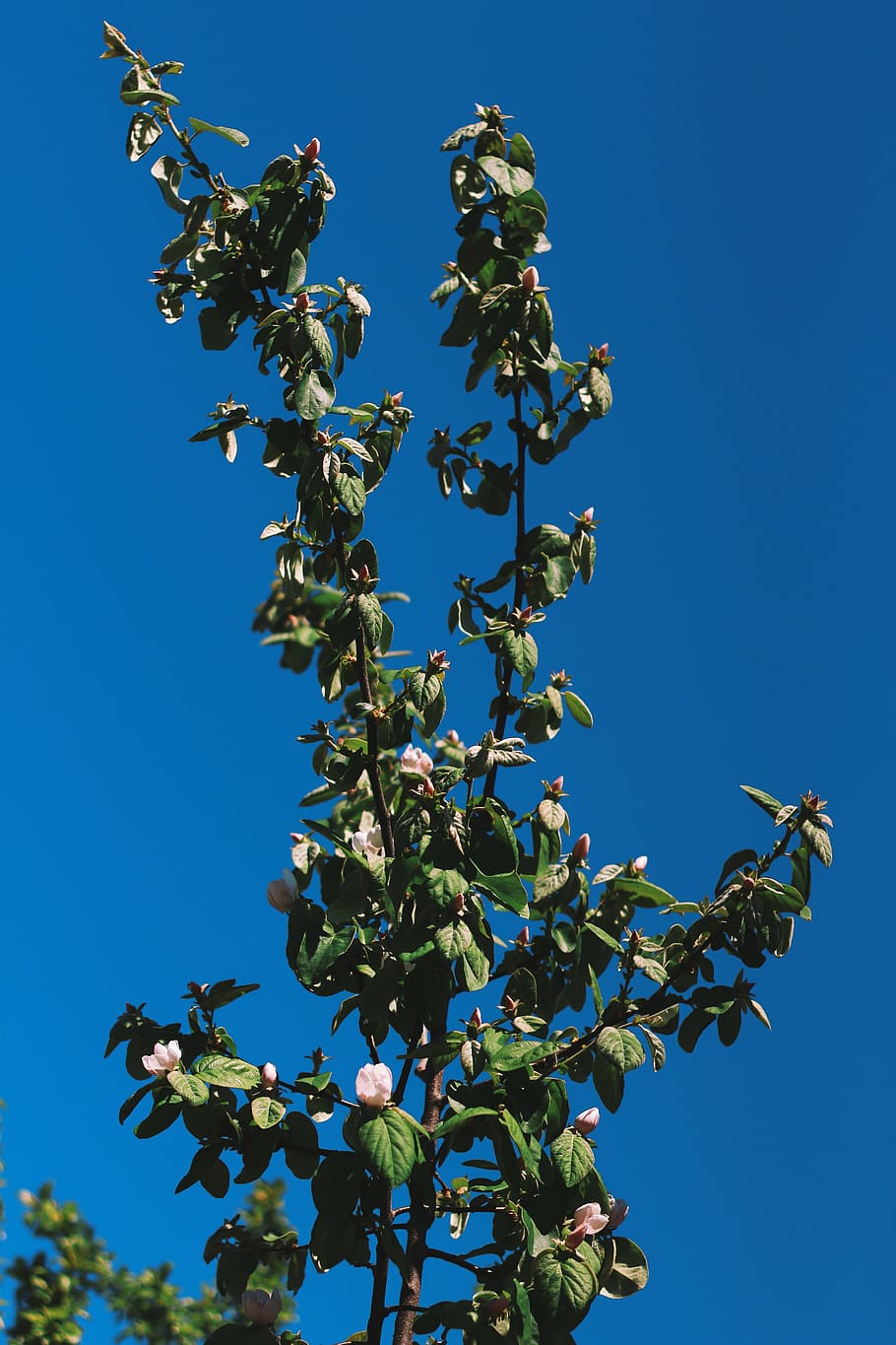 turkey, plant, low angle view, tree, growth, sky, nature, blue HD wallpaper