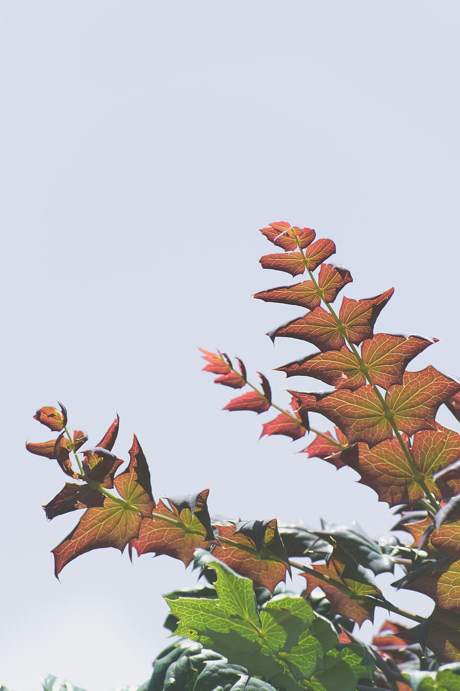 india, doddabetta peak, red, trees, bloom, white, plants, leaf HD wallpaper