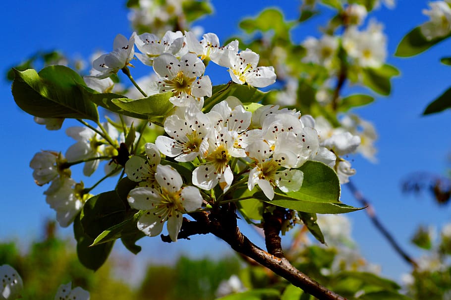 spring, springtime, nature, plant, garden, flowers, natural HD wallpaper