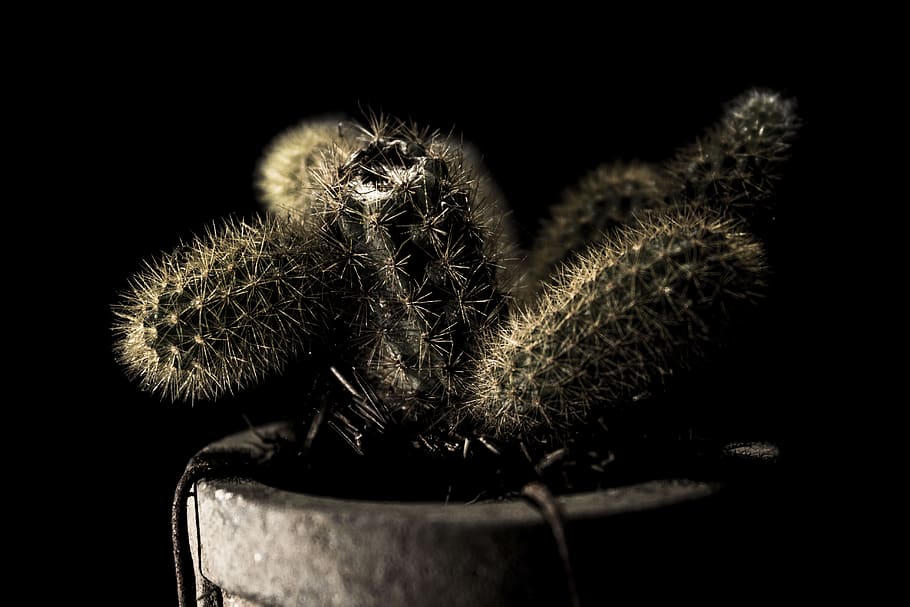 cactus, plant, dark, green, light, scene, sad, backlight, close-up HD wallpaper