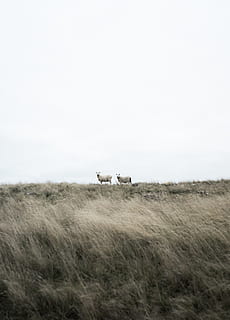 two white goats standing, grassland, field, outdoors, christchurch HD wallpaper