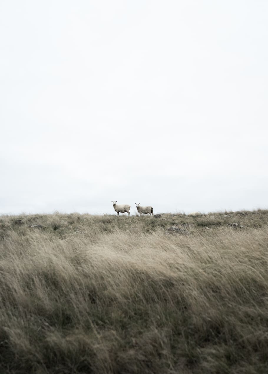 two white goats standing, grassland, field, outdoors, christchurch HD wallpaper