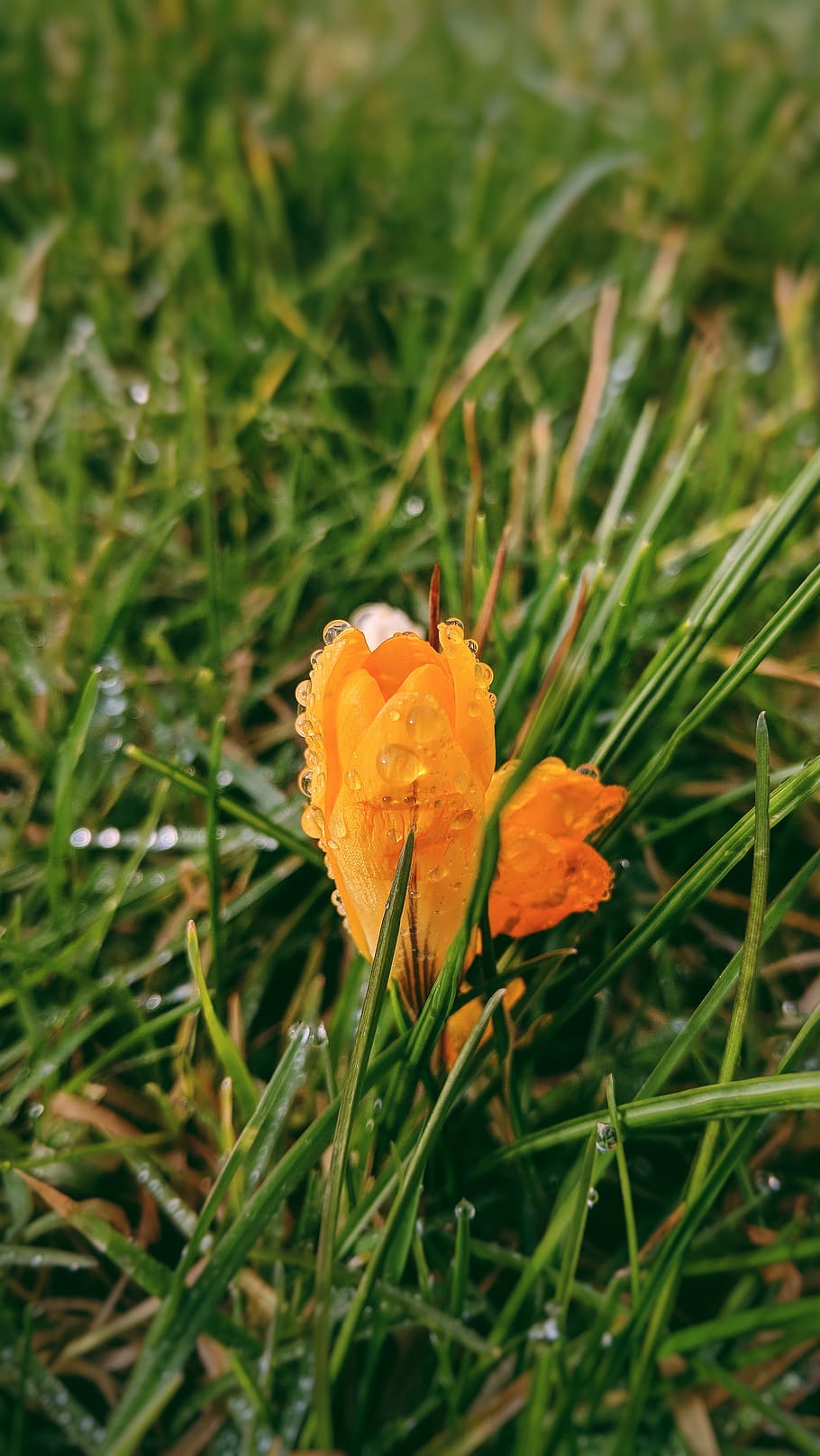flowering plant, beauty in nature, fragility, vulnerability HD wallpaper