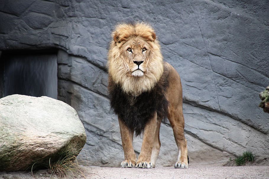 brown lion, wildlife, animal, mammal, germany, hamburg, tierpark hagenbeck HD wallpaper