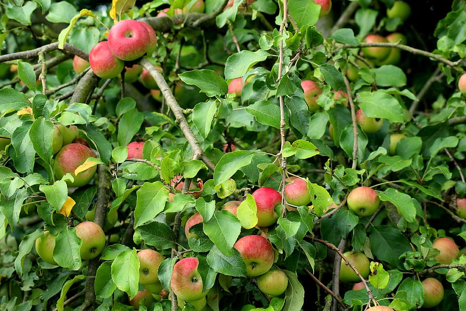 apple, fruit tree, apples, summer, maturation, fresh, healthy