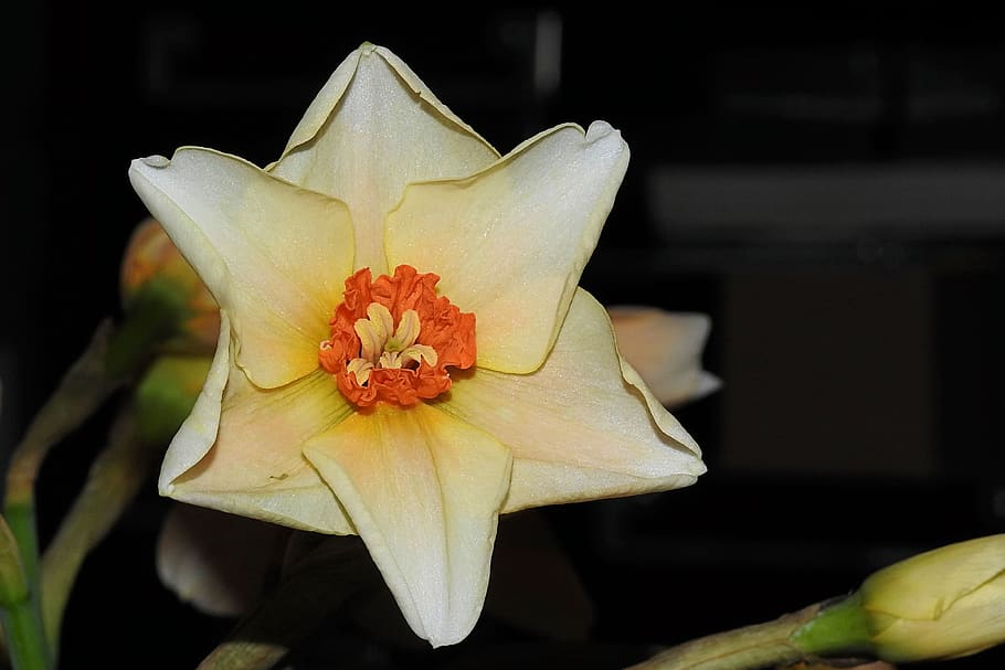 narcissus, daffodil, spring, yellow, blossom, bloom, flower HD wallpaper