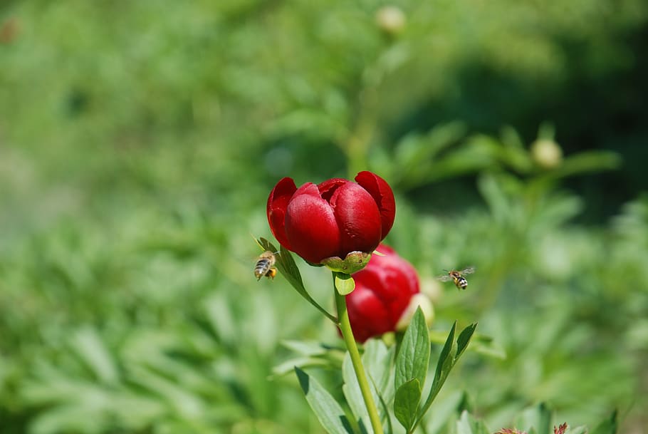 Focused Photography of a Red Petaled Flower With Bees Flying Near It HD wallpaper