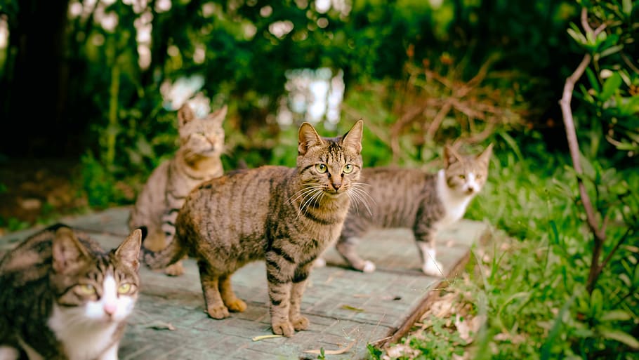 four brown cats, mammal, animal themes, pets, domestic animals HD wallpaper