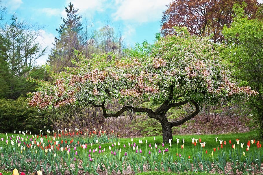 Pink Petaled Tree With Flowers Surrounded, bloom, blooming, blossoms HD wallpaper