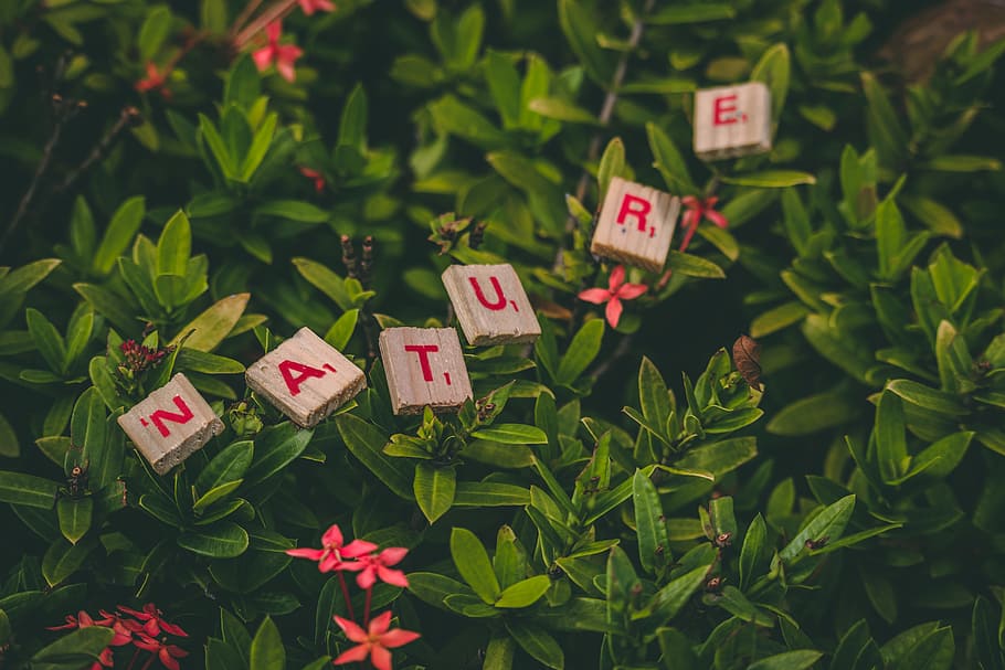 Scrabble Pieces Forming Nature Word, blocks, blooming, brown HD wallpaper