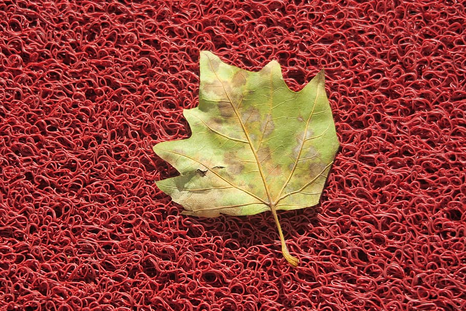 netherlands, groningen, leaf, autum, city, red, plant part HD wallpaper