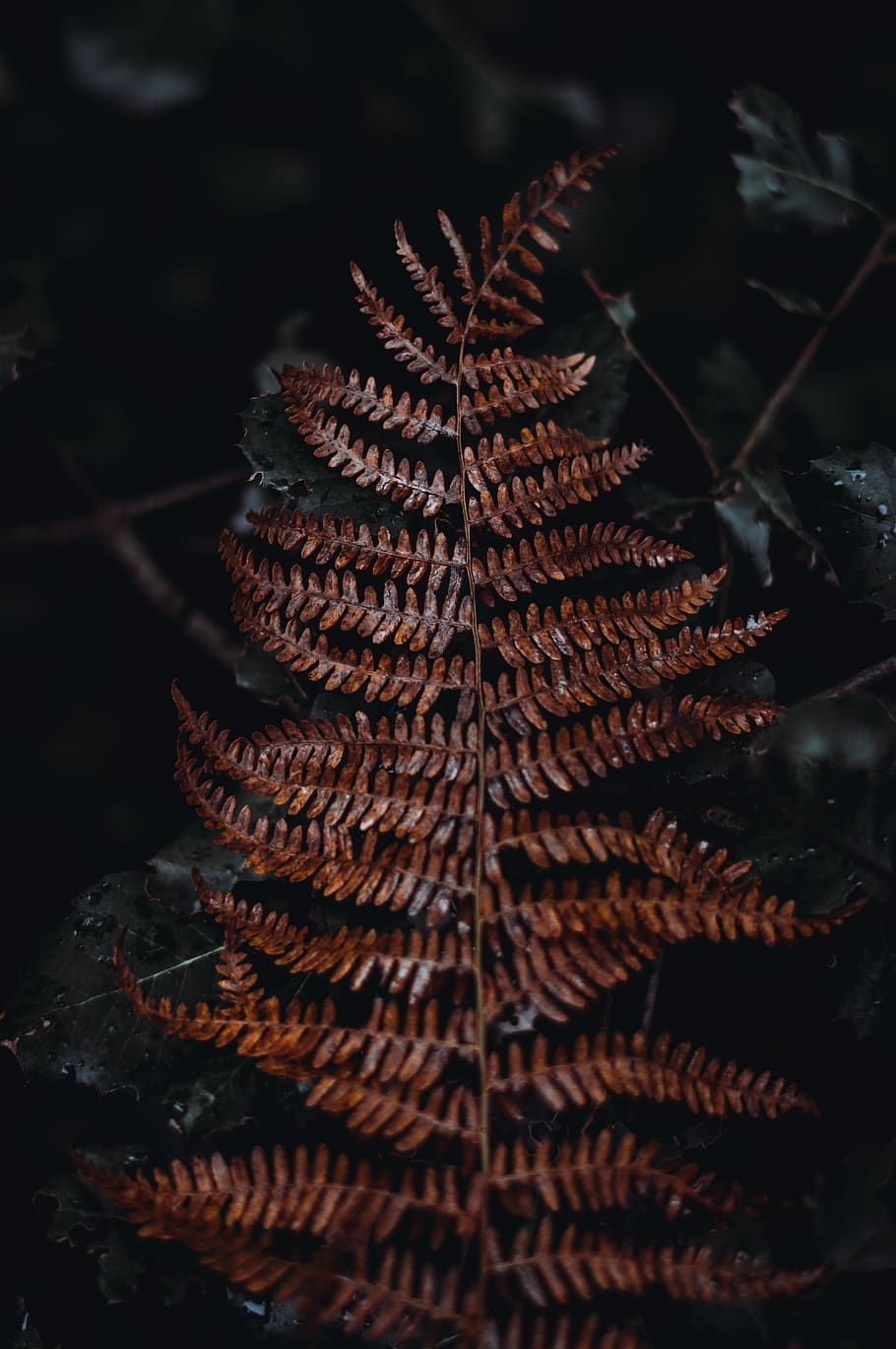 leafed plant at night, dark, christmas, forest, close-up, no people HD wallpaper