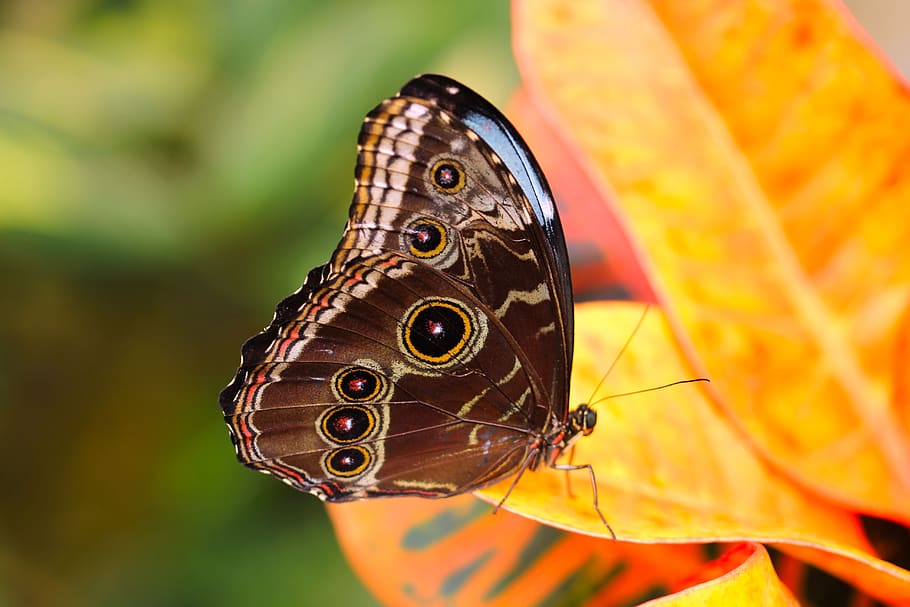butterfly, nature, insect, animal wing, butterfly - insect HD wallpaper