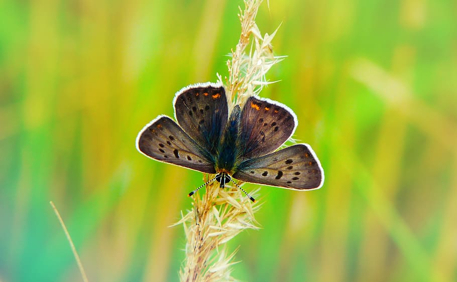 plant, invertebrate, animal wildlife, insect, beauty in nature HD wallpaper