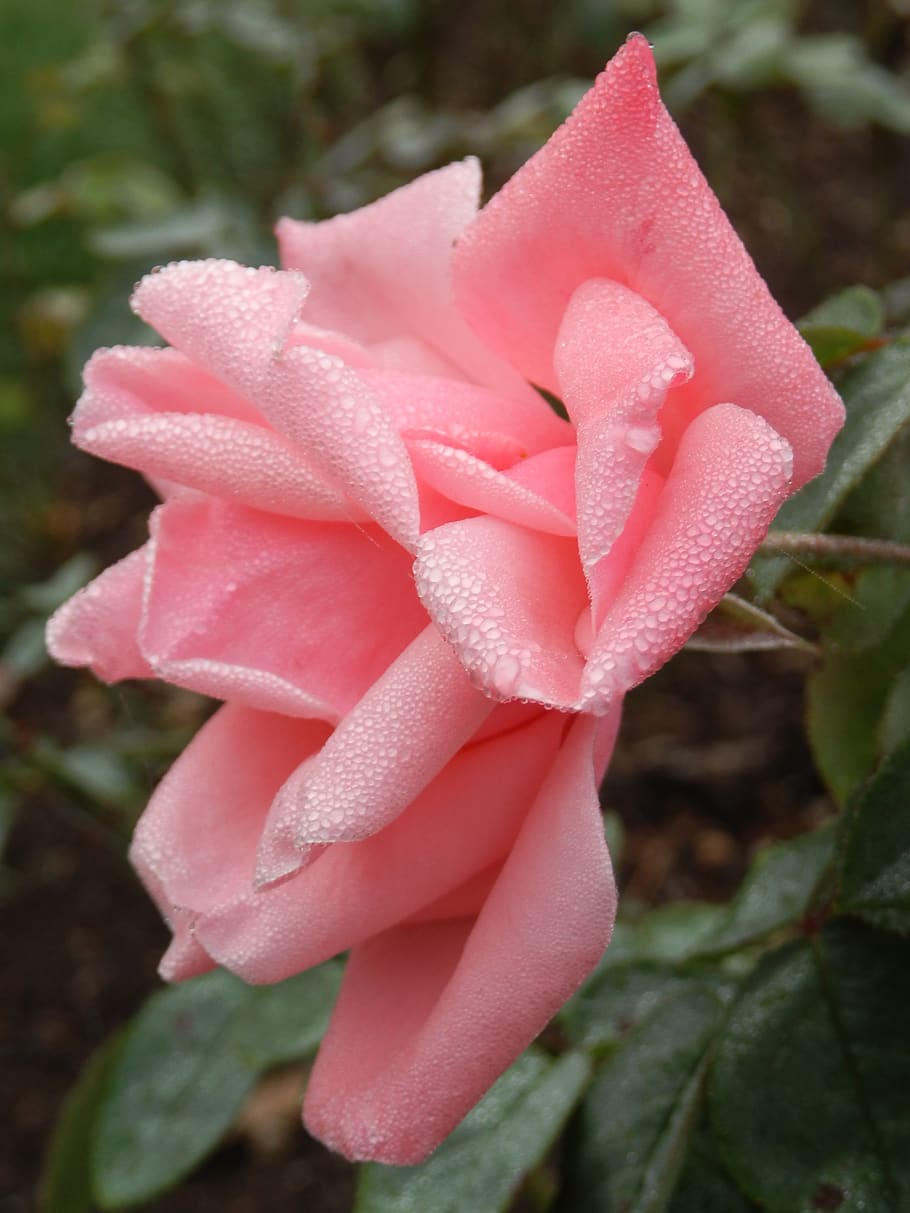 park, dew, flowers, plant, flowering plant, beauty in nature HD wallpaper
