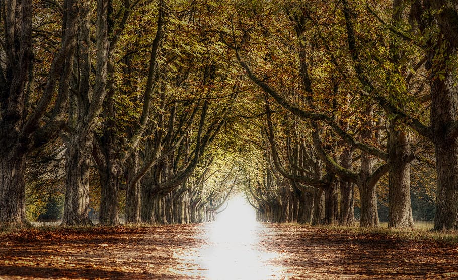 avenue, trees, away, nature, autumn, mood, light, bright, fall color HD wallpaper