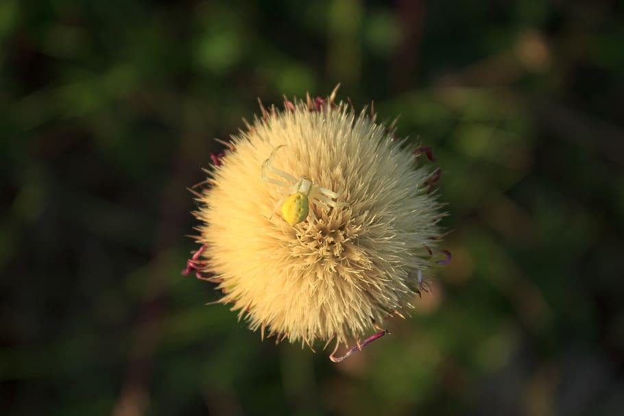 spider, flower, nature, insect, detail, macro, close-up, plant HD wallpaper