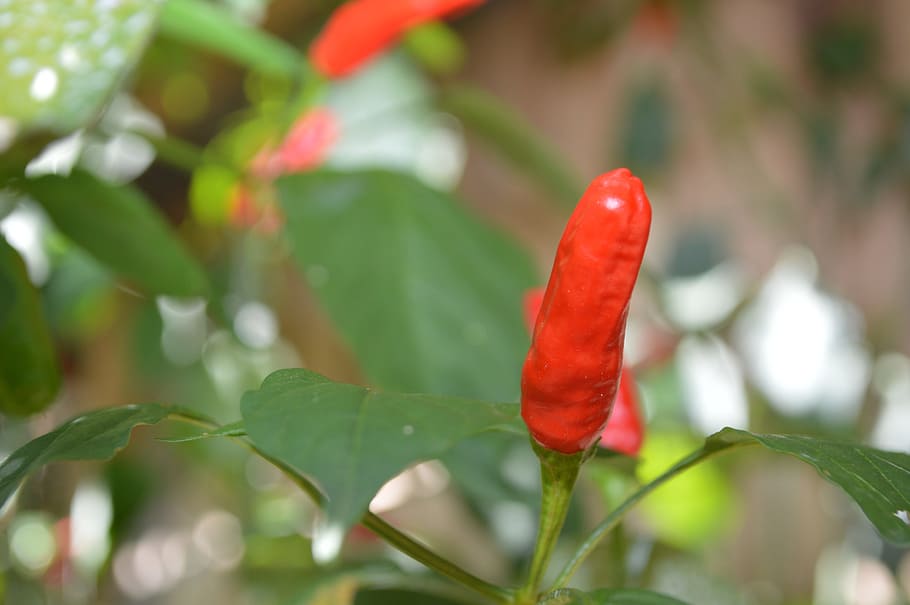 pepper, green, nature, plant, growth, red, beauty in nature HD wallpaper