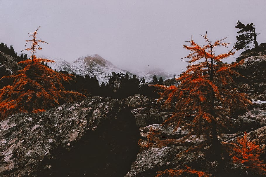 Mountain Surrounded By Trees, cold, daylight, environment, fog