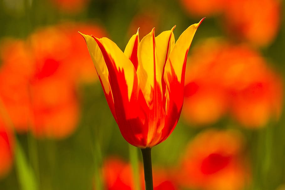 tulips, flowers, spring, spring flowers, yellow, red, color HD wallpaper