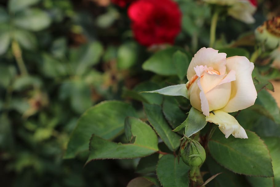 rose, flower, white, summer, plant, love, beauty, macro, pink HD wallpaper