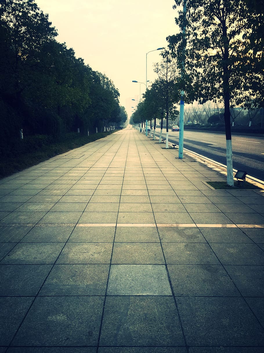 china, changsha, tree, plant, the way forward, direction, diminishing perspective HD wallpaper