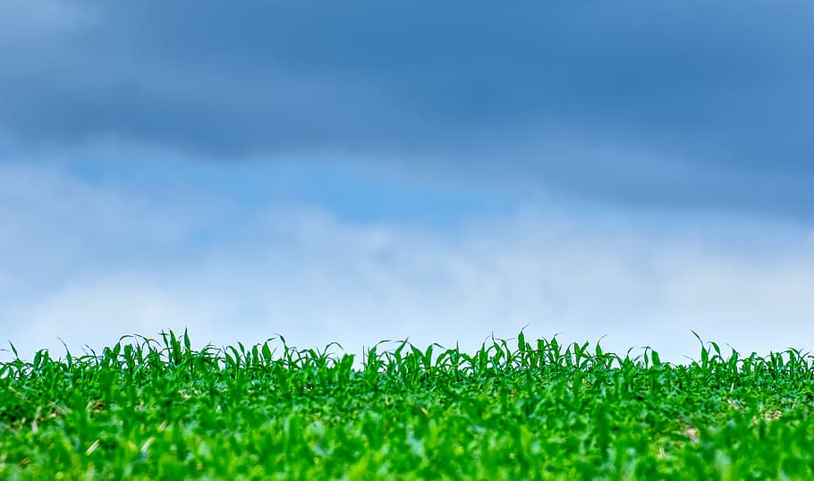 grass, meadow, sky, nature, landscape, green, summer, rural HD wallpaper