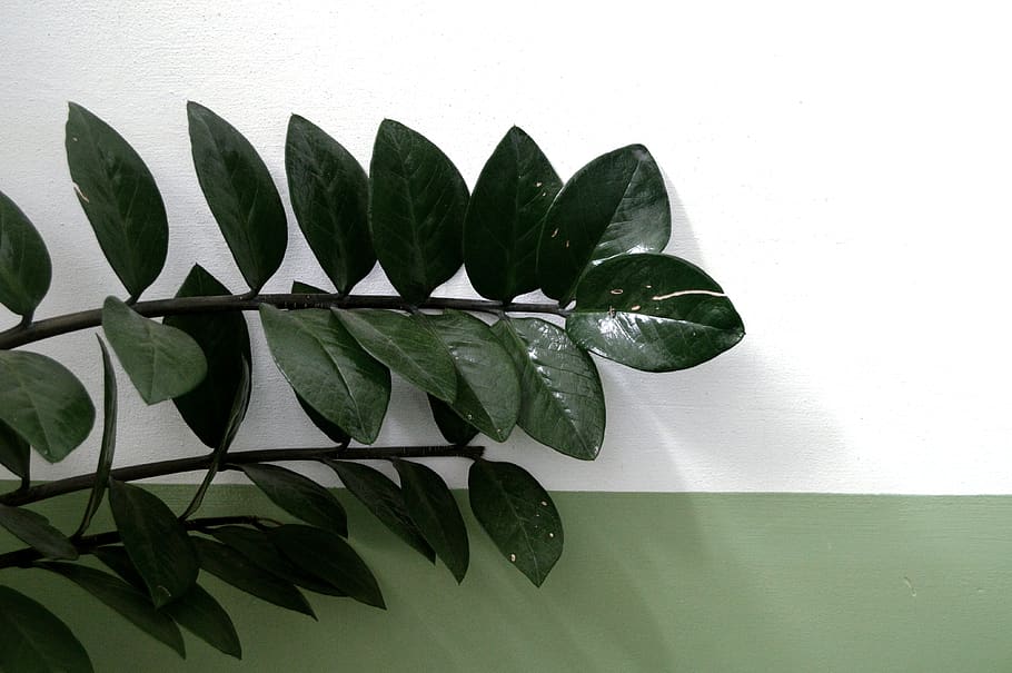 green leafed plant, flora, fern, blossom, anthurium, flower, araceae HD wallpaper