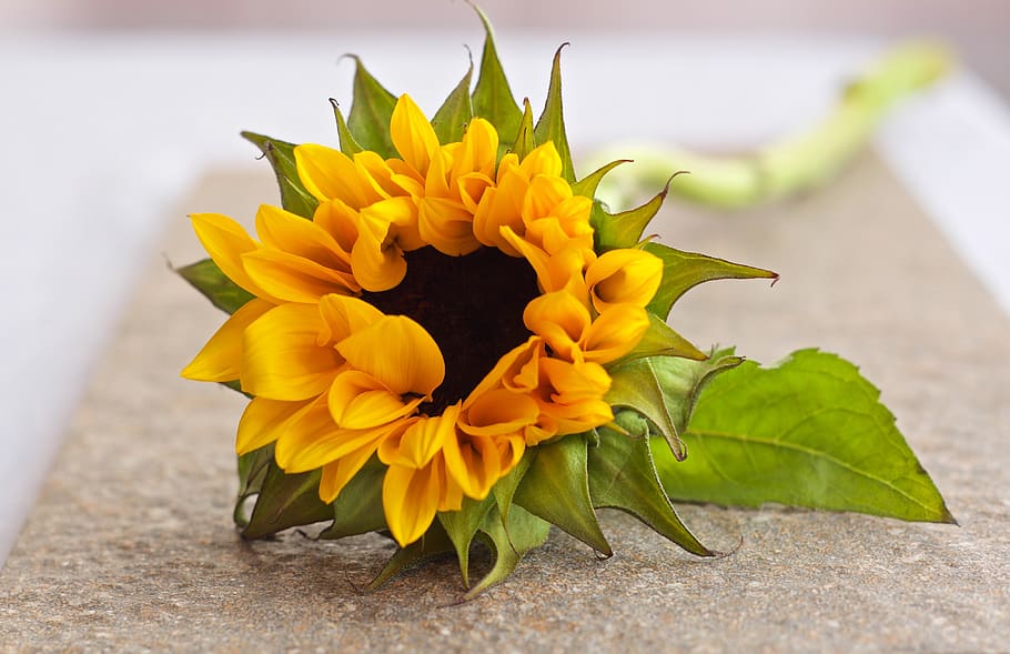 flower, flowering plant, yellow, freshness, vulnerability, fragility HD wallpaper